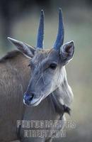 young Common eland , Tragelaphus oryx , Mkhaya Game Reserve , Swaziland stock photo