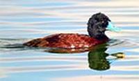 Blue-billed Duck