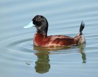 Blue-billed Duck