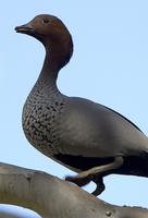 Australian Wood Duck