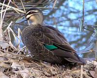 Pacific Black Duck