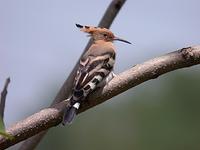 후투티 Upupa epops saturata | hoopoe