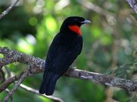 Fruitcrow, Red-ruffed