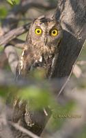 Oriental scops owl C20D 03247.jpg