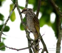 Straw-headed Bulbul
