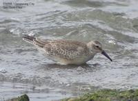 Red Knot Calidris canutus 붉은가슴도요