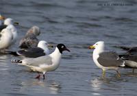 Relict Gull 고대갈메기 Kang-reung, Korea.  2002. 4. 13.