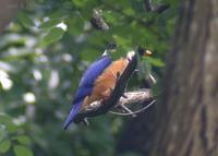 Black-Capped Kingfisher Halcyon pileata 청호반새