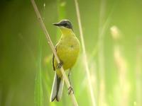 Yellow Wagtail macronyx