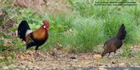 Red Junglefowl