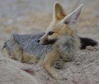Photo of a Cape Fox