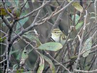 Pouillot à grands sourcils (Phylloscopus       inornatus)