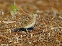 Alouette calandrelle (Calandrella brachydactyla)