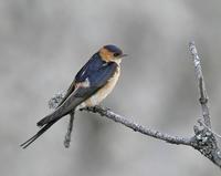 Red-rumped Swallow (Hirundo daurica)