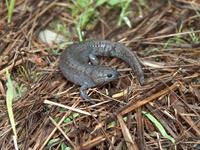 : Ambystoma barbouri; Streamside Salamander