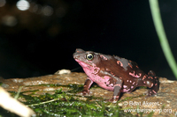 : Atelopus spumarius barbotini