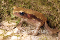 : Bufo guttatus; Smooth Sided Toad