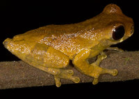 : Dendropsophus brevifrons