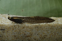 : Megophrys nasuta; Long-nosed Horned Frog