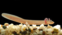 : Pseudotriton ruber ruber; Northern Red Salamander