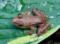 : Rana clamitans melanota; Southern Green Frog