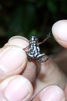 : Ranitomeya minuta