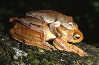 : Rhacophorus annamensis