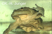 : Telmatobius culeus