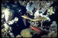 : Gymnothorax miliaris; Goldentail Moray Eel