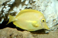 : Zebrasoma flavescens; Yellow Tang