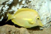 : Zebrasoma flavescens; Yellow Tang