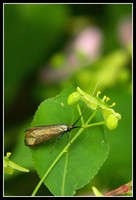 : Adela reaumurella