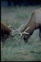 : Cervus canadensis ssp. roosevelti; Roosevelt Elk