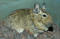 : Octodon degus; Degu