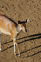 : Tragelaphus scriptus; Bushbuck