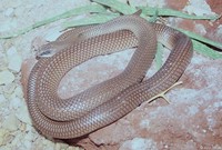 : Rhamphiophis oxyrhynchus; Rufous-beaked Snake