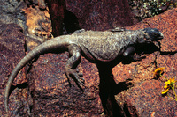 : Sauromalus obesus; Chuckwalla