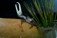 : Uca pugnax; Fiddler Crab