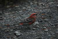 Pine Grosbeak, Kenai Peninsula. Photo by Joe Faulkner. All rights reserved.