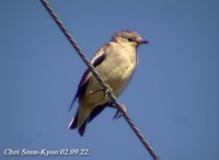 Fig. 7. Violet-backed Starling : 쇠찌르레기