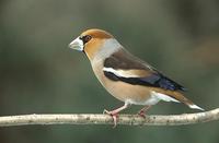 콩새(hawfinch)