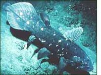 Coelacanth, Latimeria chalumnae