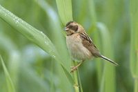 Japanese Reed Bunting (Emberiza yessoensis) photo