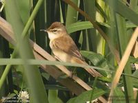 Rousserolle isabelle - Acrocephalus agricola - Paddyfield Warbler