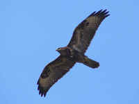 A dark-morph Common Buzzard photographed in flight over Falsterbo