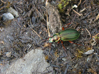 Carabus dietererberi