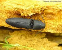 Megapenthes lugens