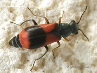 Anthocomus equestris