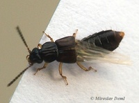 Oxytelus sculptus