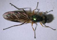 Sargus maculatus